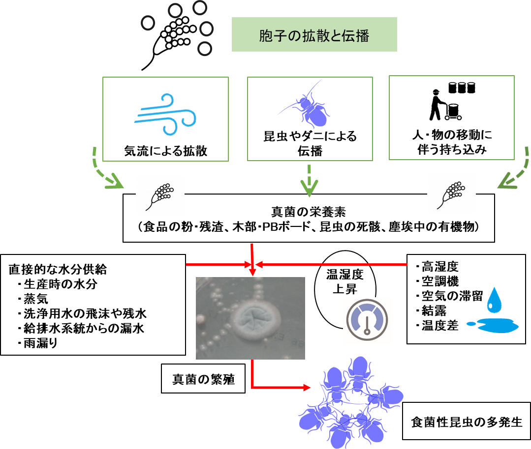 カビ(真菌)汚染とチャタテムシ類の発生要因|微生物汚染、異物混入、食物アレルゲン混入の防止対策、院内感染防止の事ならシーアンドエス