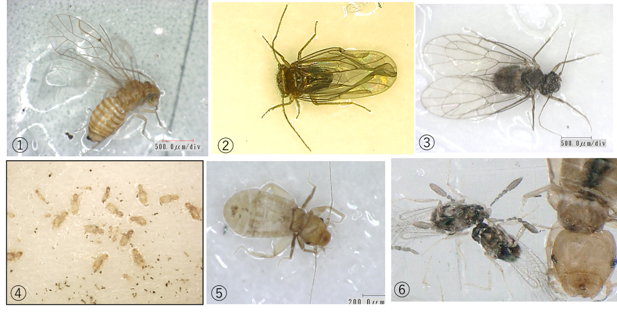 食品製造施設で発生するチャタテムシ類|微生物汚染、異物混入、食物アレルゲン混入 …